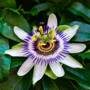 Mavi çiçek veya Passiflora (Passiflora caerulea) içinde tropikal bahçe bırakır. Güzel tutku meyve çiçek ya da Passiflora (Passifloraceae). Passiflora 550 türler bir cinsidir. Evergreen tropik sarmaşık