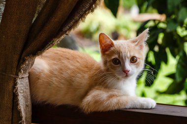 Sevimli kırmızı tüylü yavru kedi