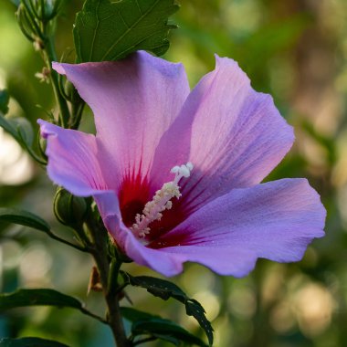 Bahçede ebegümeci çiçeği (Hibiscus gül sinensis). Karkade tropikal bahçe.