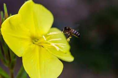 Akşam, gece mumu (lat. Oenothera) Selvi ailesinin bitkilerin bir cinstir (Onagraceae)