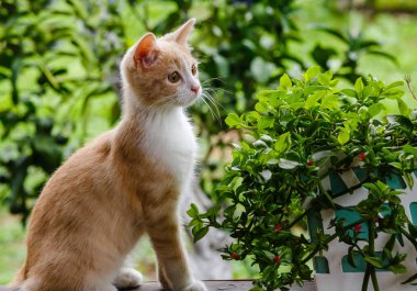 Sevimli kırmızı tüylü yavru kedi