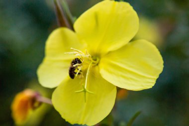 Akşam, gece mumu (lat. Oenothera) Selvi ailesinin bitkilerin bir cinstir (Onagraceae)
