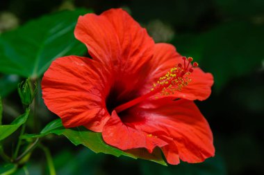 Bahçede ebegümeci çiçeği (Hibiscus gül sinensis). Karkade tropikal bahçe.