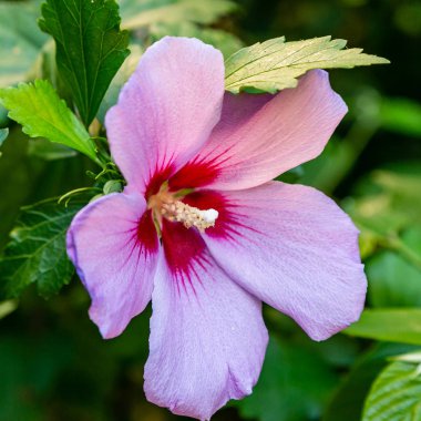 Bahçede ebegümeci çiçeği (Hibiscus gül sinensis). Karkade tropikal bahçe.