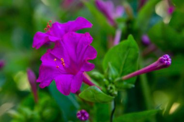 Mirabilis jalapa veya yaz bahçesinde Four o Clock güzel çiçekler. Renkli çiçek arka plan