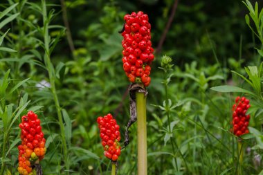 Araceae ailesinin Arum maculatum ormanlık bitki türleri. Zehirli bitki. 
