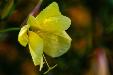 Akşam, gece mumu (lat. Oenothera) Selvi ailesinin bitkilerin bir cinstir (Onagraceae)