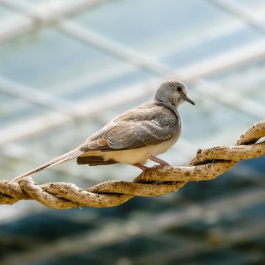 Bir serada jeopelia cuneata