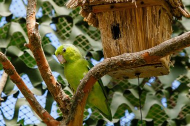 Gouldian ispinoz (Erythrura gouldiae), Ayrıca Lady Gouldian ispinoz olarak bilinen, Avustralya'ya endemik. Evde süs kuşlarının yetiştirimi