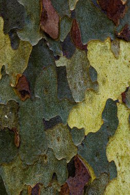 Gri, yeşil, bej lekeler platan ağacının kabuğu (Platan acerifolia). Kabuk ağacı doku arka plan (Platanus occidentalis veya Amerikan çınar ağacı )