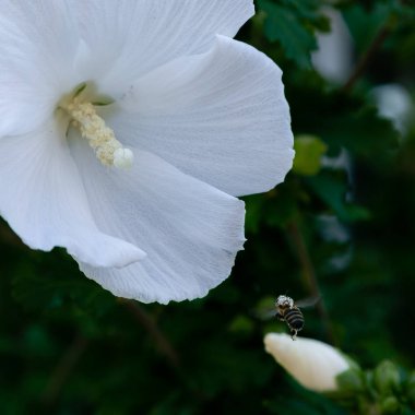Bahçede ebegümeci çiçeği (Hibiscus gül sinensis). Karkade tropikal bahçe.