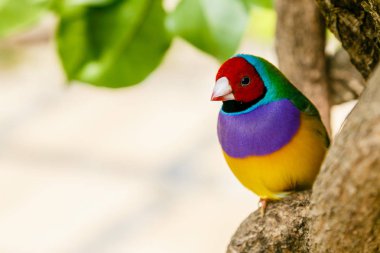 Gouldian ispinoz (Erythrura gouldiae), Ayrıca Lady Gouldian ispinoz olarak bilinen, Avustralya'ya endemik. Evde süs kuşlarının yetiştirimi