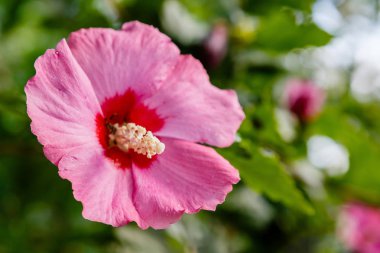 Bahçede ebegümeci çiçeği (Hibiscus gül sinensis). Karkade tropikal bahçe.