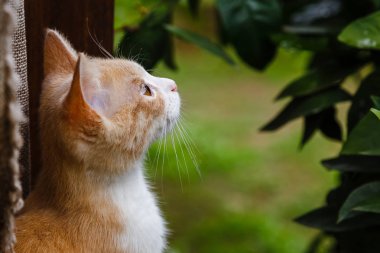 Sevimli kırmızı tüylü yavru kedi