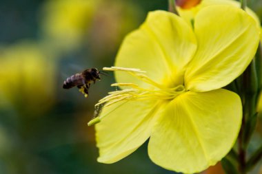 Akşam, gece mumu (lat. Oenothera) Selvi ailesinin bitkilerin bir cinstir (Onagraceae)