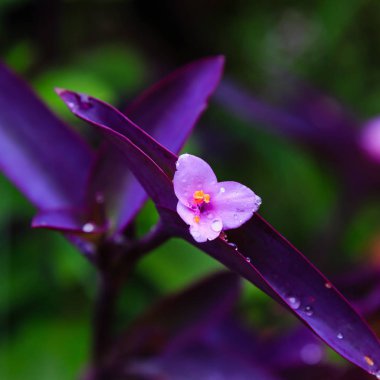 Mor Kalp çiçeği, yaklaş.