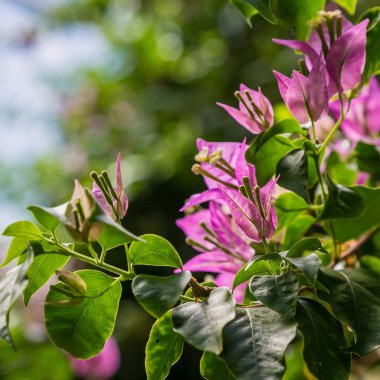 Çiçek açan begonvil. Mor begonviller çiçekleri. 