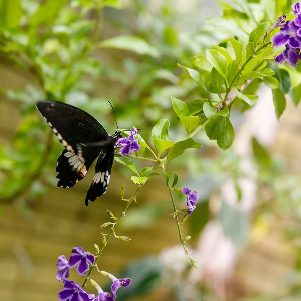 Uma Linda Borboleta Preta Papilio Polytes Butterfly Coletando Néctar Uma — Fotografia de Stock
