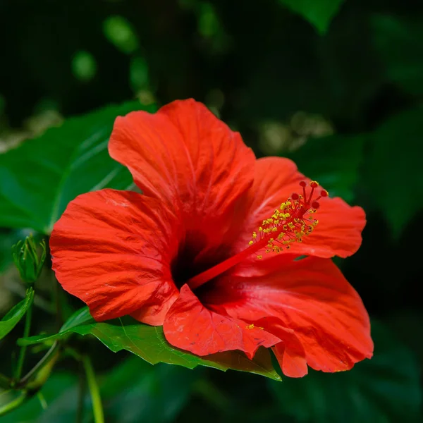 Bahçede ebegümeci çiçeği (Hibiscus gül sinensis). Karkade tropikal bahçe.