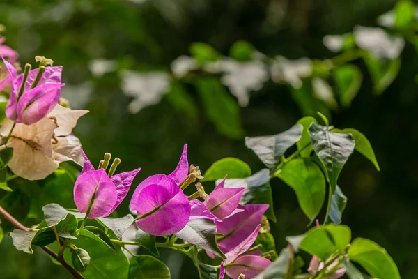 Çiçek açan begonvil. Mor begonviller çiçekleri. 