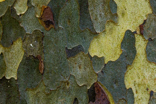 Gri, yeşil, bej lekeler platan ağacının kabuğu (Platan acerifolia). Kabuk ağacı doku arka plan (Platanus occidentalis veya Amerikan çınar ağacı )