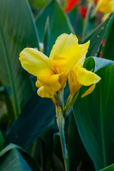 Zambak Çiçekleri Lily Lily Familyasından Bir Bitki Cinsidir Soğanlı Çok — Stok fotoğraf