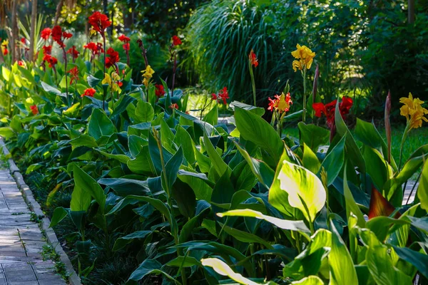 Flores Lirio Lily Género Plantas Con Flores Perteneciente Familia Liliaceae — Foto de Stock