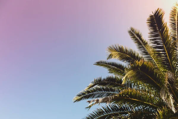 gökyüzü arka planda palmiye ağacı dalları