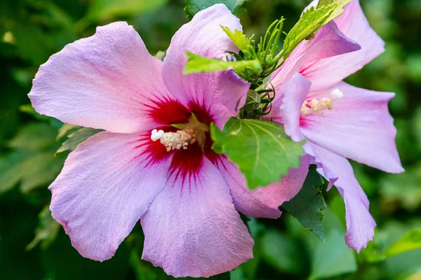 Bahçede ebegümeci çiçeği (Hibiscus gül sinensis). Karkade tropikal bahçe.
