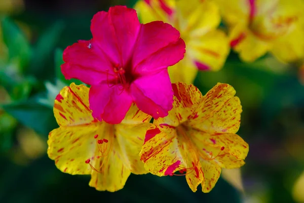 Beautiful Flowers Mirabilis Jalapa Four Clock Summer Garden Colorful Floral — Stock Photo, Image