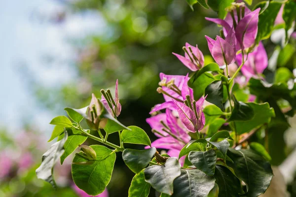 Bougainvilliers Fleurs Bougainvilliers Violets Fleurs — Photo