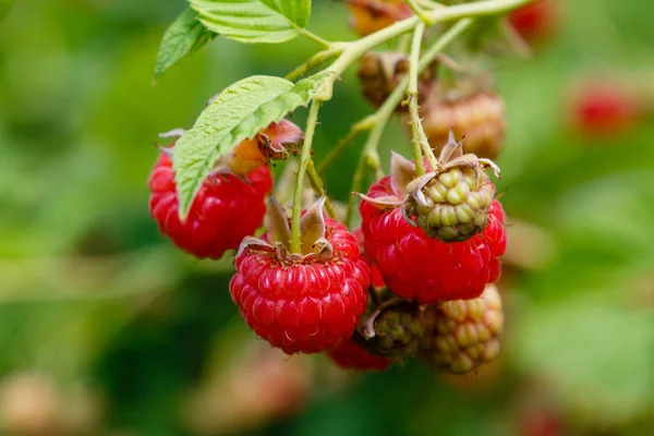 doğal arka planda ahududu Bush üzerinde ahududu. Bahçede büyüyen ahududu