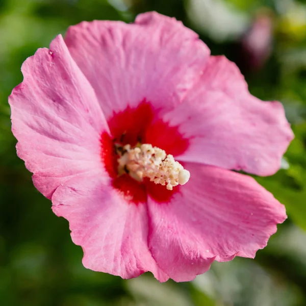 Bahçede ebegümeci çiçeği (Hibiscus gül sinensis). Karkade tropikal bahçe.