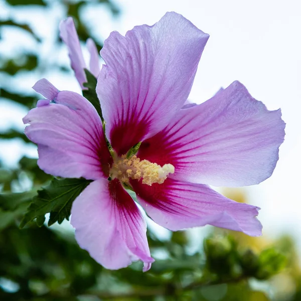 Bahçede ebegümeci çiçeği (Hibiscus gül sinensis). Karkade tropikal bahçe.