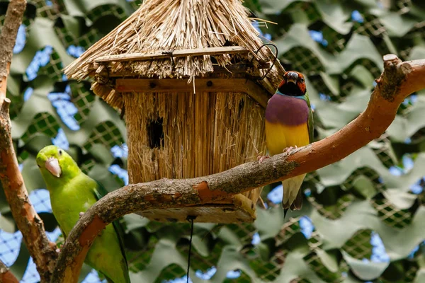 Gouldian Finch Erythrura Gouldiae Más Néven Lady Gouldian Finch Őshonos — Stock Fotó