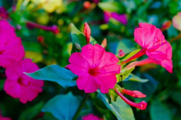 Mirabilis jalapa veya yaz bahçesinde Four o Clock güzel çiçekler. Renkli çiçek arka plan