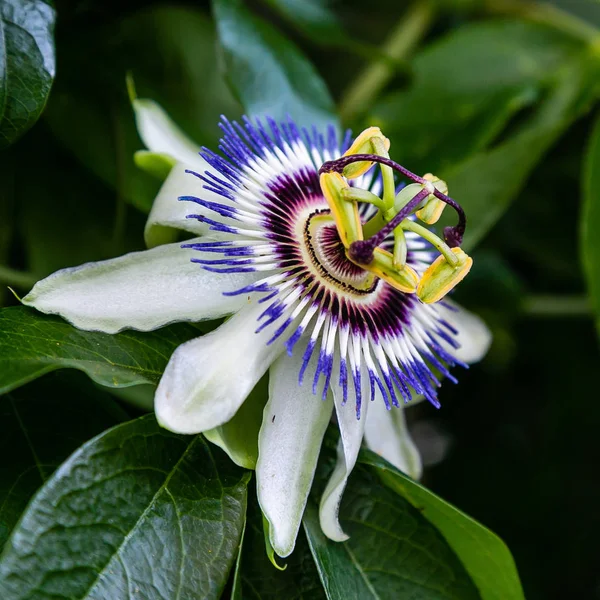 Fleur Bleue Passiflora Passiflora Caerulea Feuilles Dans Jardin Tropical Belle — Photo