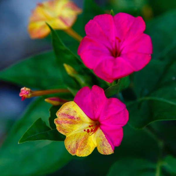 Hermosas Flores Mirabilis Jalapa Reloj Cuatro Jardín Verano Fondo Floral — Foto de Stock