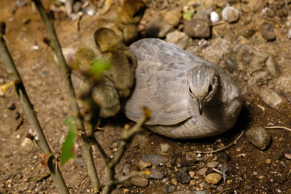 Geopelia Cuneata Estufa — Fotografia de Stock