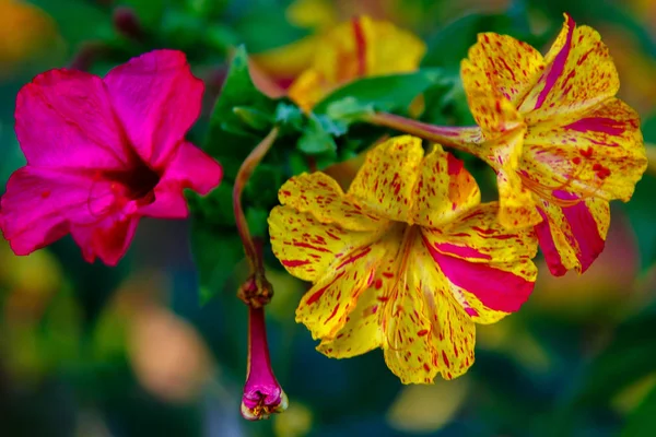 Lindas Flores Mirabilis Jalapa Four Relógio Jardim Verão Fundo Floral — Fotografia de Stock