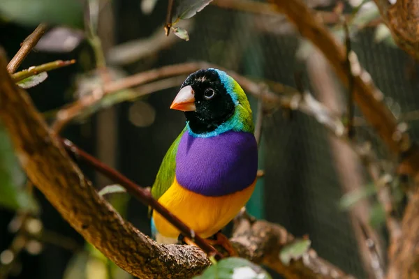 Gouldian Finch Erythrura Gouldiae Más Néven Lady Gouldian Finch Őshonos — Stock Fotó