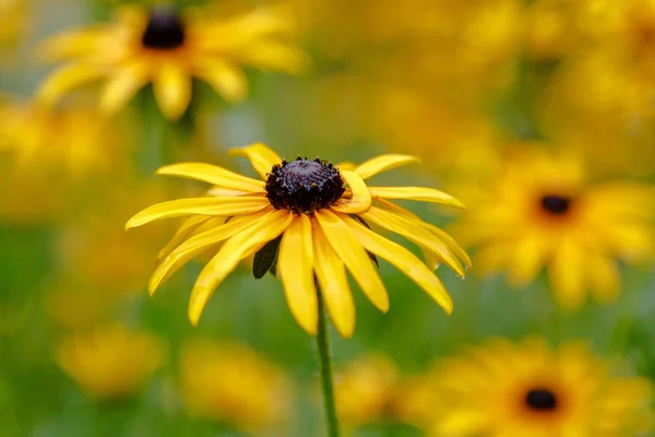 花序背景 自然背景上有明亮的黄色雏菊 Rudbeckia在花园里黄褐色的花 种子突出 在深色的中心 — 图库照片