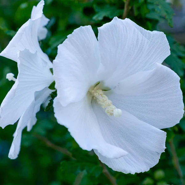 Bahçede ebegümeci çiçeği (Hibiscus gül sinensis). Karkade tropikal bahçe.