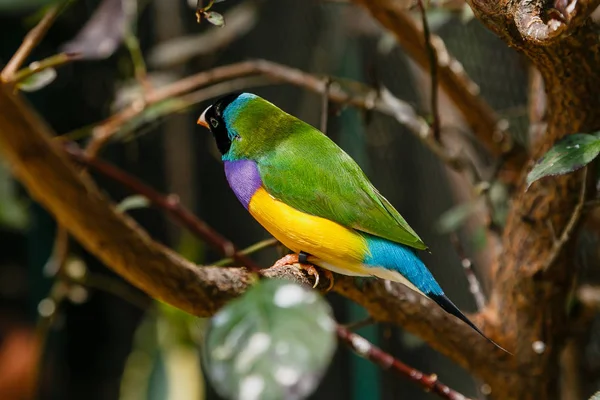 Gouldian Finch Erythrura Gouldiae Más Néven Lady Gouldian Finch Őshonos — Stock Fotó