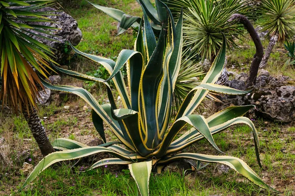 Agave Tuin — Stockfoto