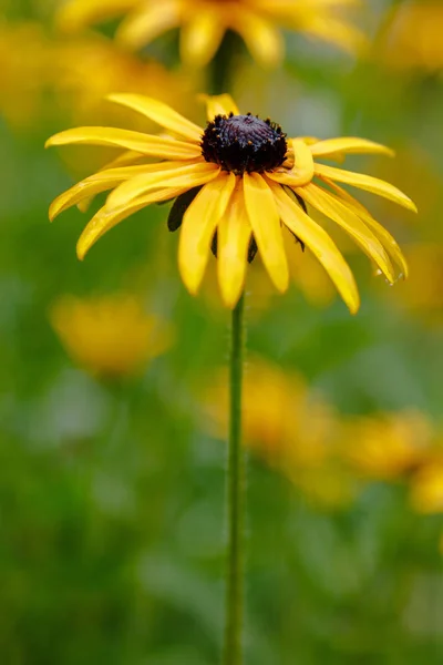 花序背景 自然背景上有明亮的黄色雏菊 Rudbeckia在花园里黄褐色的花 种子突出 在深色的中心 — 图库照片