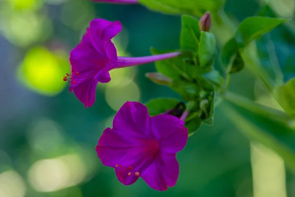 Piękne Kwiaty Mirabilis Jalapa Lub Four Clock Letnim Ogrodzie Kolorowe — Zdjęcie stockowe