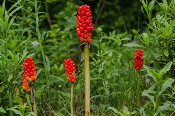 Araceae ailesinin Arum maculatum ormanlık bitki türleri. Zehirli bitki. 