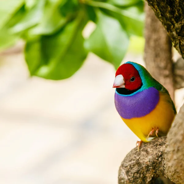 Fringuello Gouldiano Erythrura Gouldiae Noto Anche Come Lady Gouldian Finch — Foto Stock