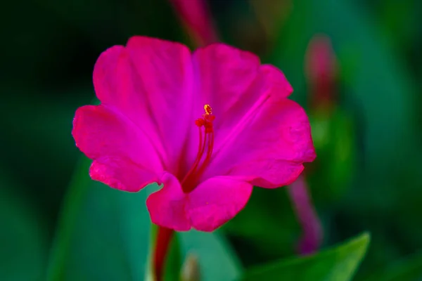 ミラビリス ジャラパの美しい花や夏の庭の4時の時計 カラフルな花の背景 — ストック写真